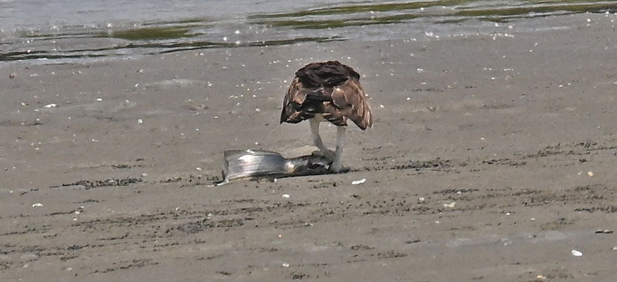 Pandion haliaetus - Osprey