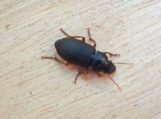 Harpalus rufipes - Roodpoothalmkruiper