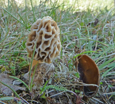 Morchella esculenta - Gewone morielje