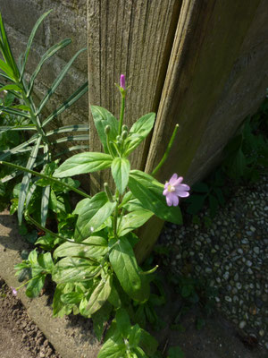 Epilobium parviflorum - Viltige basterdwederik