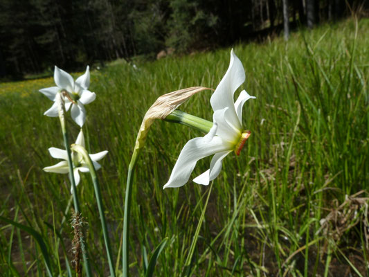Narcis serotinus