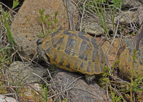 Griekse Landschildpad