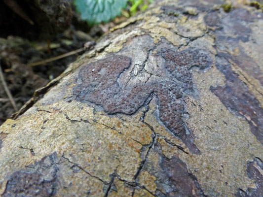 Hypoxylon rubiginosum - Rode korstkogelzwam