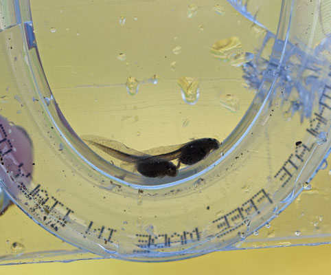 Discoglossus galganoi - West-Iberische schijftongkikker, larve