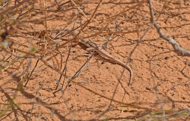 Acanthodactylus aegyptius