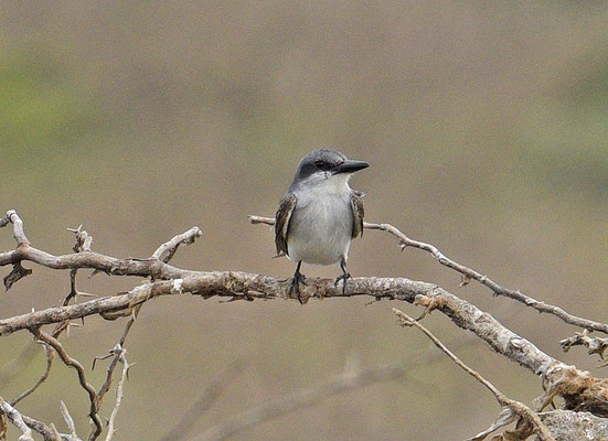 Grey Kingbird