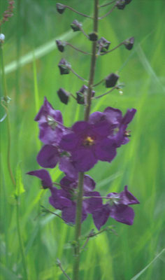 Verbascum phoenicium - Paarse toorts