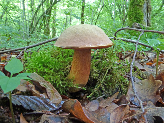 Suillellus luridus - Netstelige heksenboleet