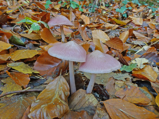 Mycena rosea - Heksenschermpje