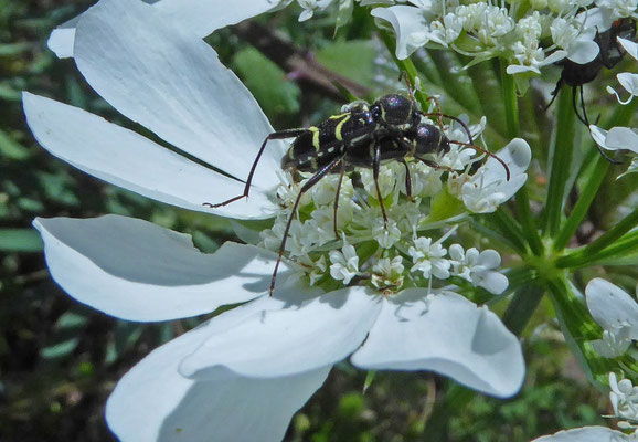 Eiken-wespenboktor (Xylotrechus antilope)