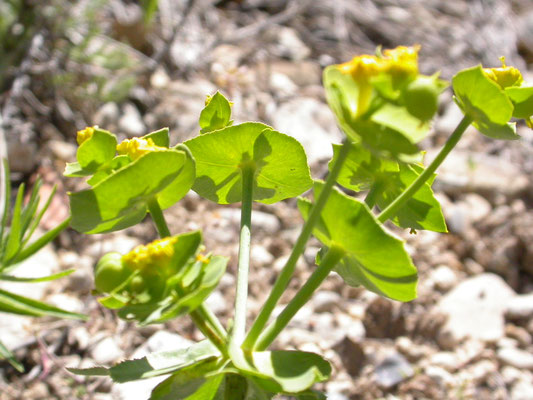 Euphorbia serrata