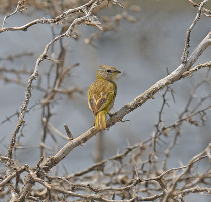 Saffron Finch