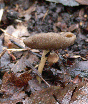 Helvella villlosa - Gladstelige schotelkluifzwam