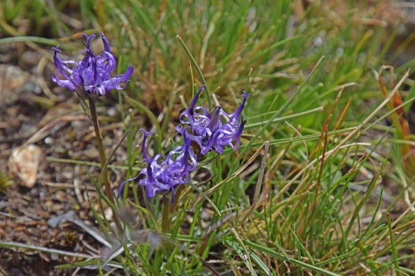 Phyteuma orbiculare - Bolrapunzel