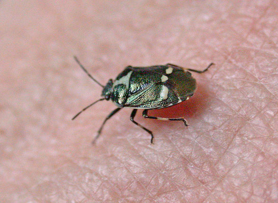 Eurydema oleracea - Koolwants