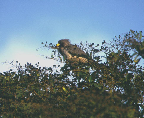 Western Grey Plantaineater