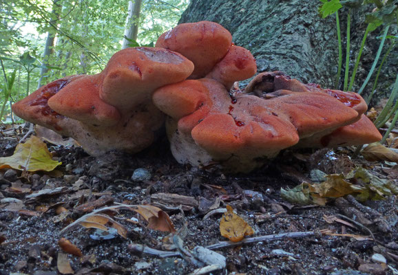 Fistulina hepatica - Biefstukzwam