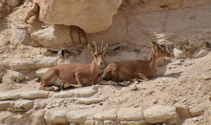 Nubische steenbok