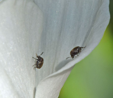 Bruchidius villosus - Bremzaadkever
