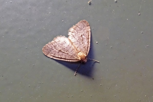 Kleine wintervlinder, Rotterdam