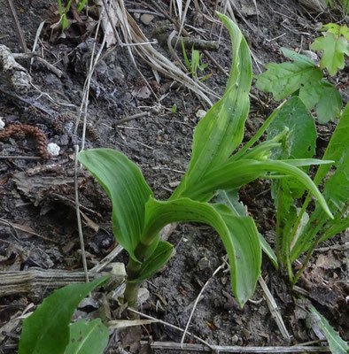 Epipactis muelleri - Geelgroene wespenorchis
