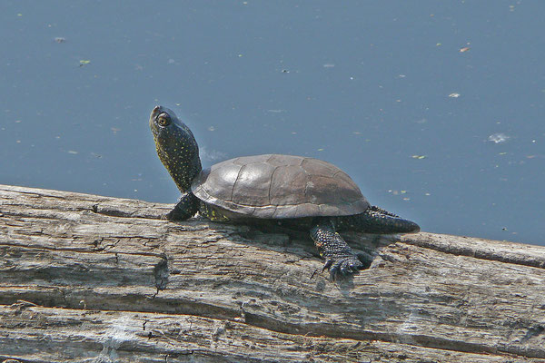 Emys orbicularis - Europese moerasschildpad