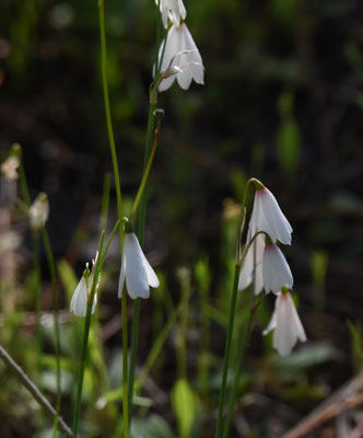 Acis trichophylla