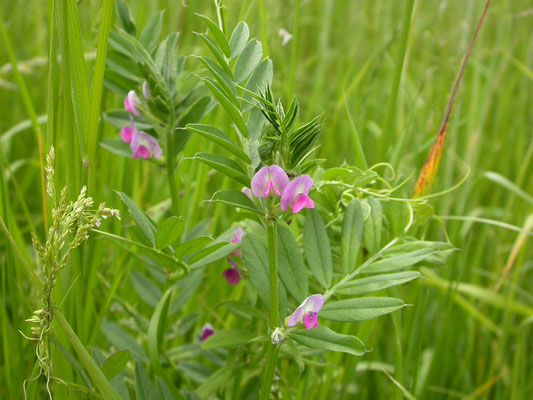 Vicia sativa nigra - Smalle wikke