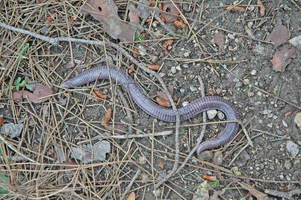 Blanus strauchi