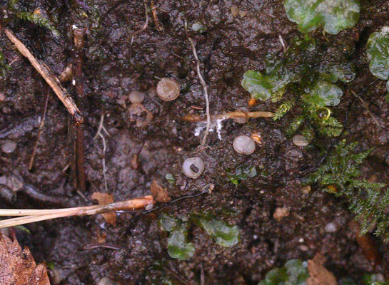 Trichophaea pseudogregaria -  Kruidenpelsbekertje