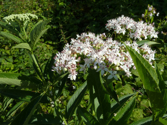 Sambucus ebulus - Kruidvlier