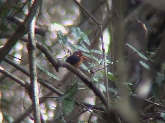 African Pygmee Kingfisher