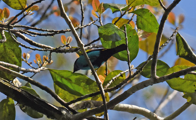 Paradise Tanager