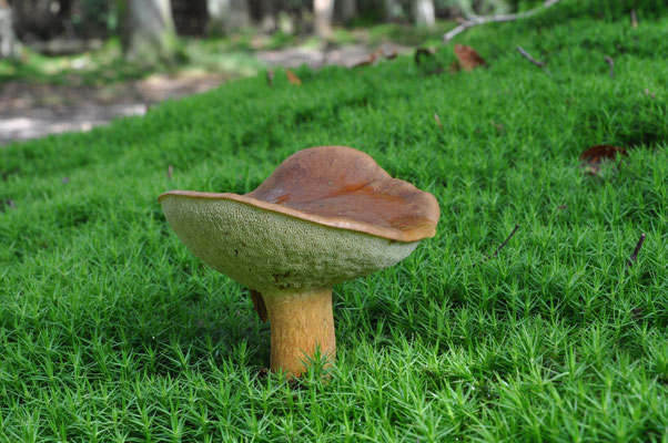 Imleria badia - Kastanjeboleet
