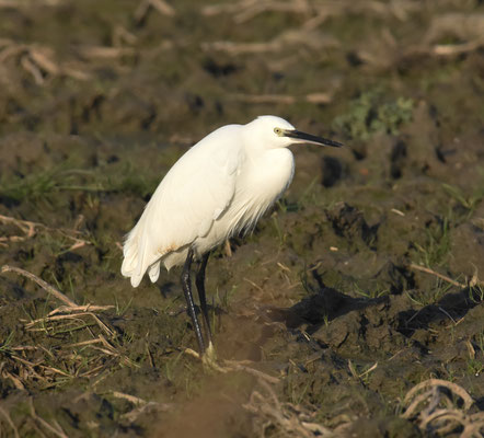 Kleine Zilverreiger