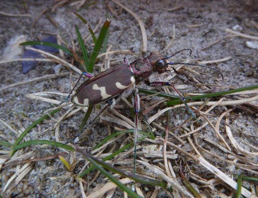 Bastaardzandloopkever (Cicindela hybrida)