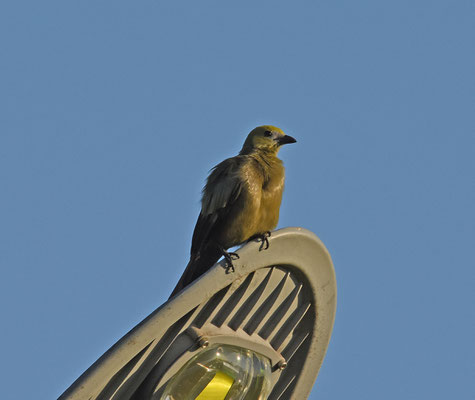 Palm Tanager