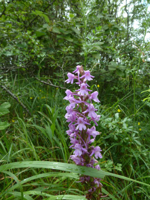 Grote muggenorchis