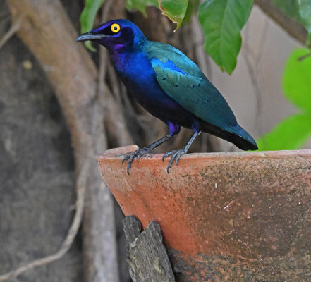 Lamprotornis purpureus - Purple Glossy-Starling