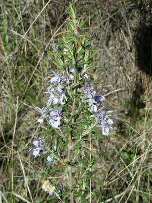 Rosmarinus officinalis - Rozemarijn