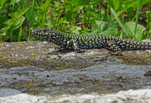 Muurhagedis (Podarcis muralis)