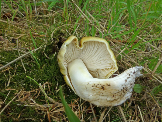 Tricholoma sejunctum - Streephoedridderzwam