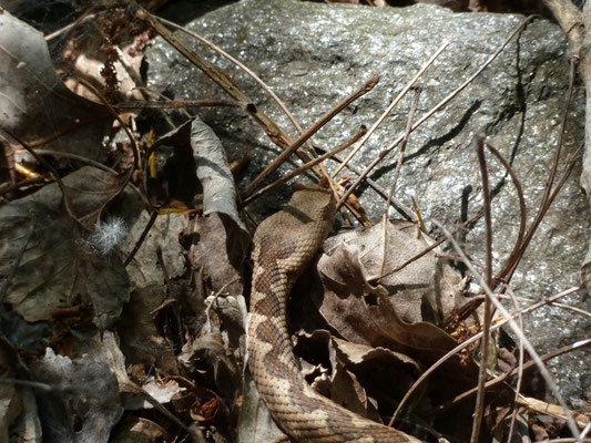 Vipera ammodytes (zandadder)