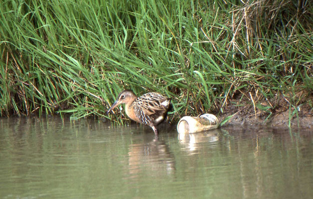 Clapper Rail