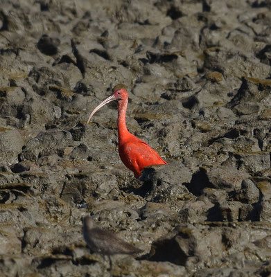 Red Ibis