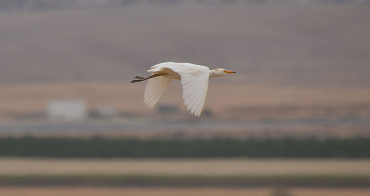 Koereiger