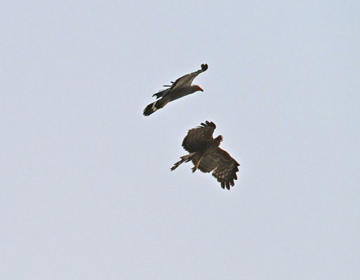 Polyboroides typus - African Harrier-Hawk