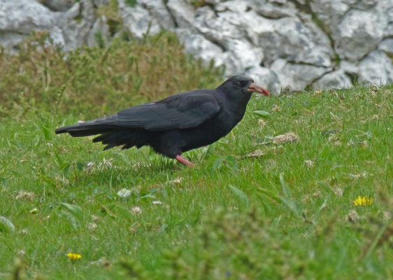 Alpenkraai