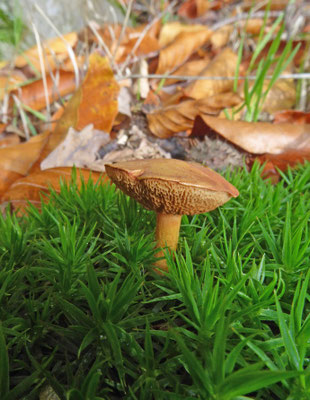 Chalciporus piperatus - Peperboleet