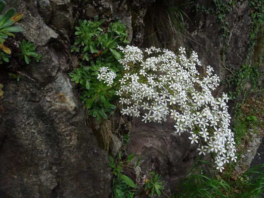 Saxifraga cotyledon